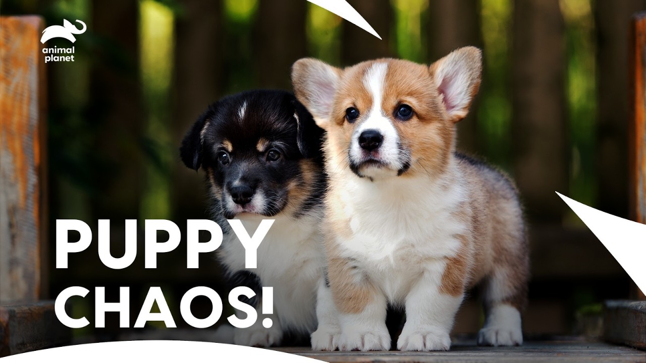 Cute Corgi Puppies Are On a Mission with Their Tiny Paws🐾| Too Cute | Animal Planet