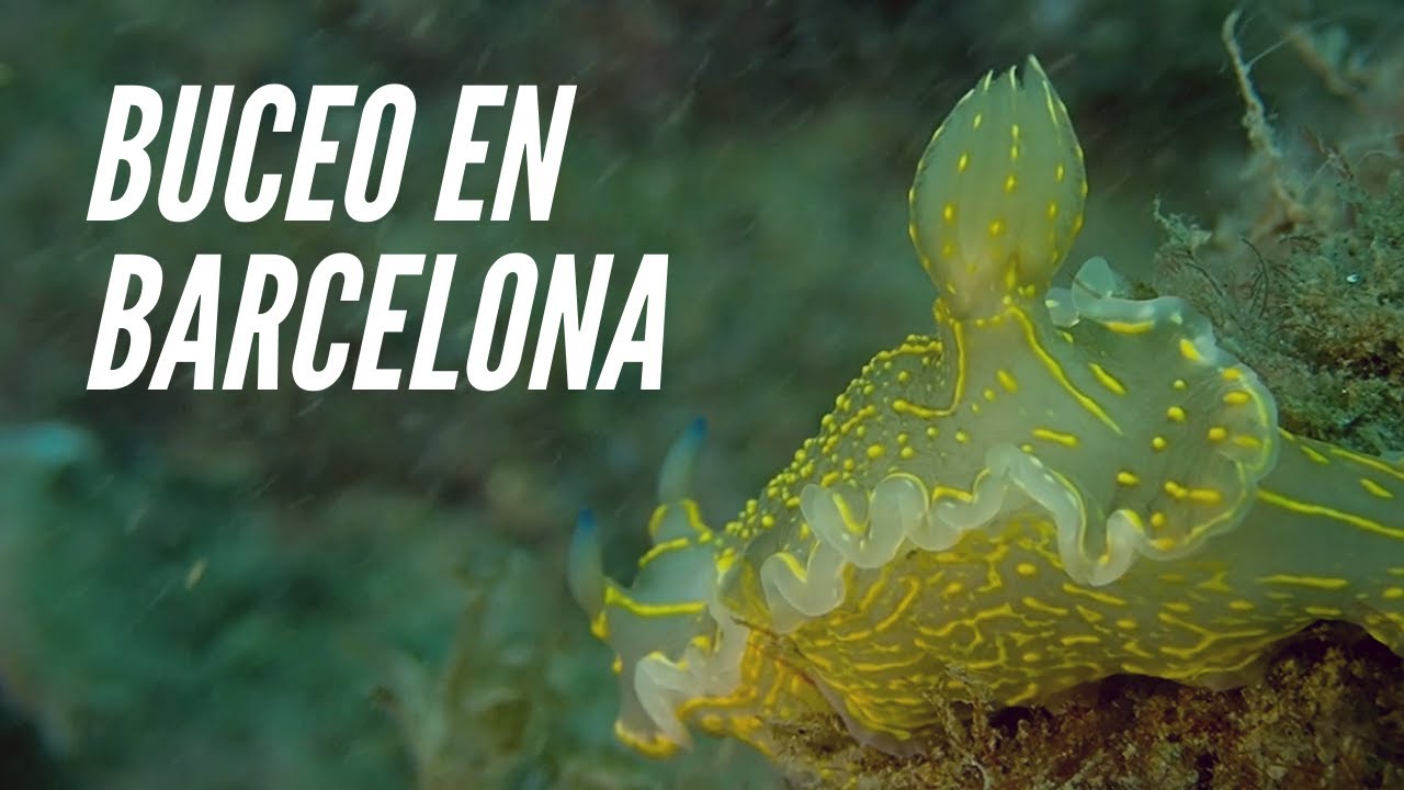 Qué puedes ENCONTRAR en el mar de BARCELONA - Buceo España #1