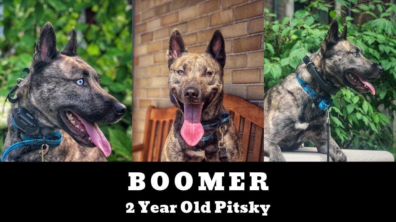 Easton Dog Trainers ||| Pitsky Dog Trainers  ||| 2 Year Old Pitsky, Boomer