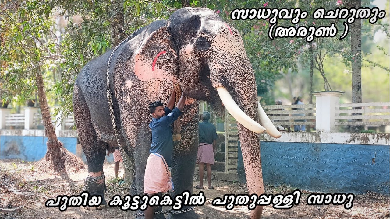Sadhu in a new partnership 😍Puthuppally sadhu and peechi arun @ParkkadiPooram