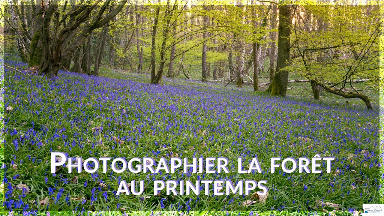 Photographier les fleurs sauvages en forêt (1/3) | Photographie de paysage