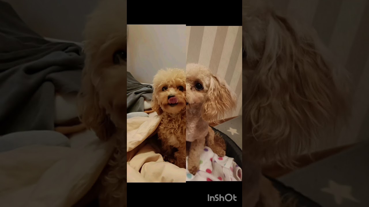 Jak wam się podoba moja metamorfoza? Napiszcie w komentarzach✂️ #maltipoo #pies #metamorfoza #shorts