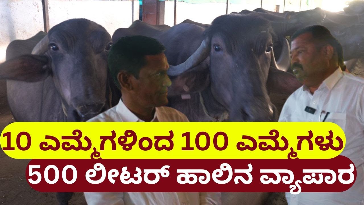 10 ಎಮ್ಮೆಗಳಿಂದ 100 ಎಮ್ಮೆಗಳು 500 ಲೀಟರ್ ಹಾಲಿನ ವ್ಯಾಪಾರ II Murrah Buffaloes Business II