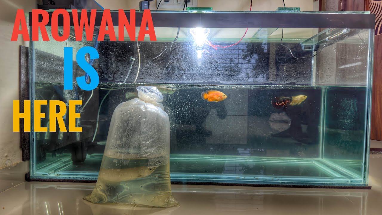 Third Arowana Is Here 💀 | By Vishal