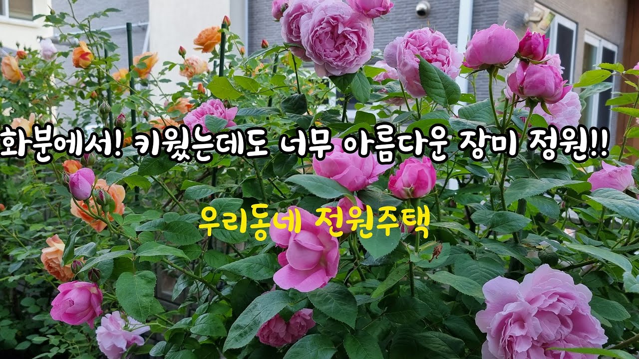 우리동네 전원주택 화분에서 키웠는데도 너무 아름다운 장미 정원