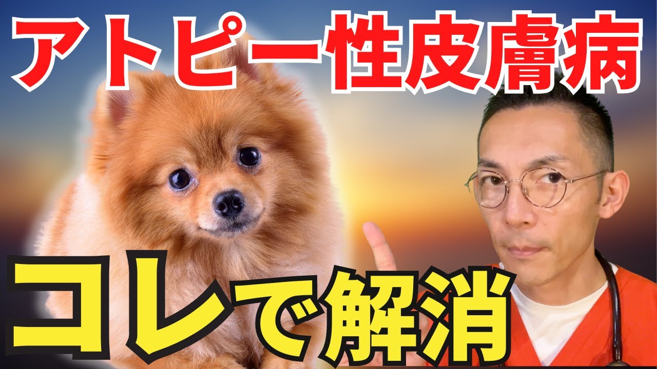 【犬のアレルギー】獣医師が薬を使わずアトピー性皮膚病を改善する方法を解説