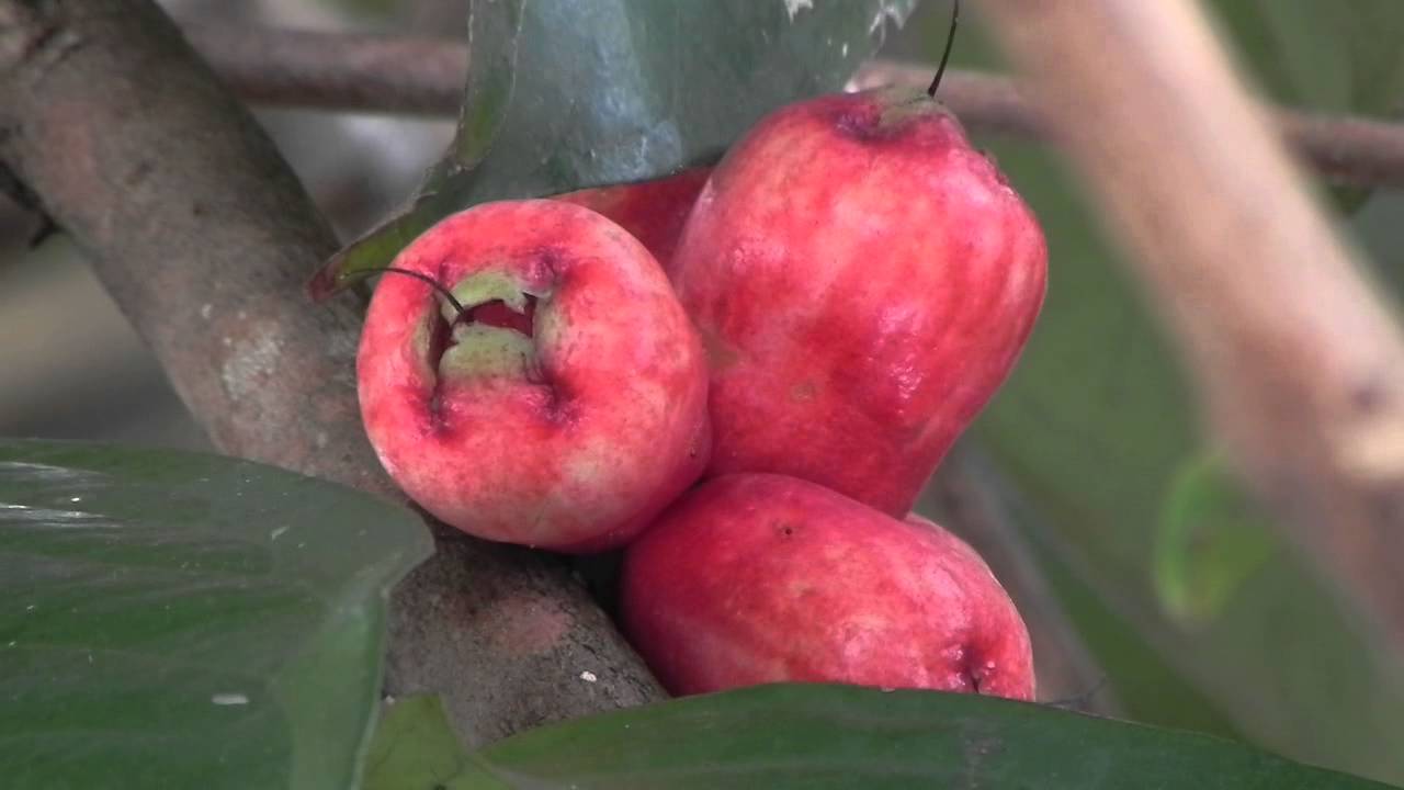 Jambu Bol