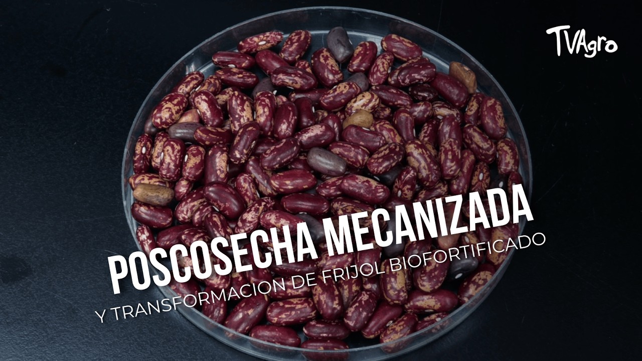 Poscosecha mecanizada y transformación de fríjol biofortificado - TvAgro por Juan Gonzalo Angel