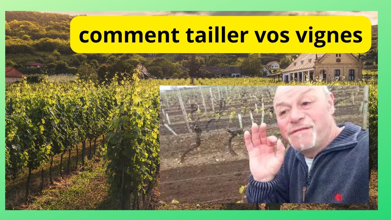 Comment tailler vos vignes  pour avoir du raisin