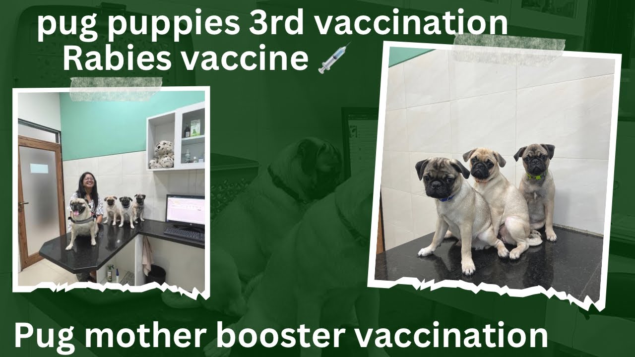 Pug puppies 3rd vaccination (Rabiesvaccine) & pug mother booster vaccination Vlog | pug family Vlog