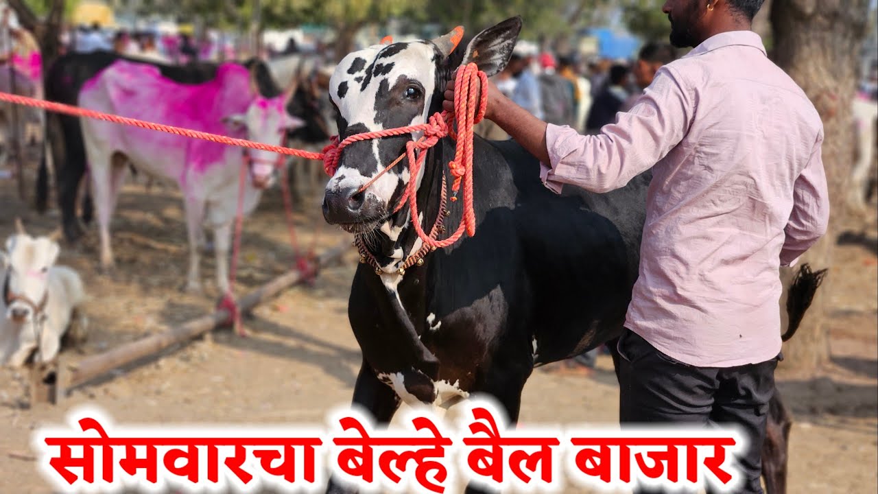 सोमवारचा बेल्हे बैल बाजार,,दि-‌19/01/2026…Belhe Bail Bajar..Bail Bazar Belhe...#Belhe
