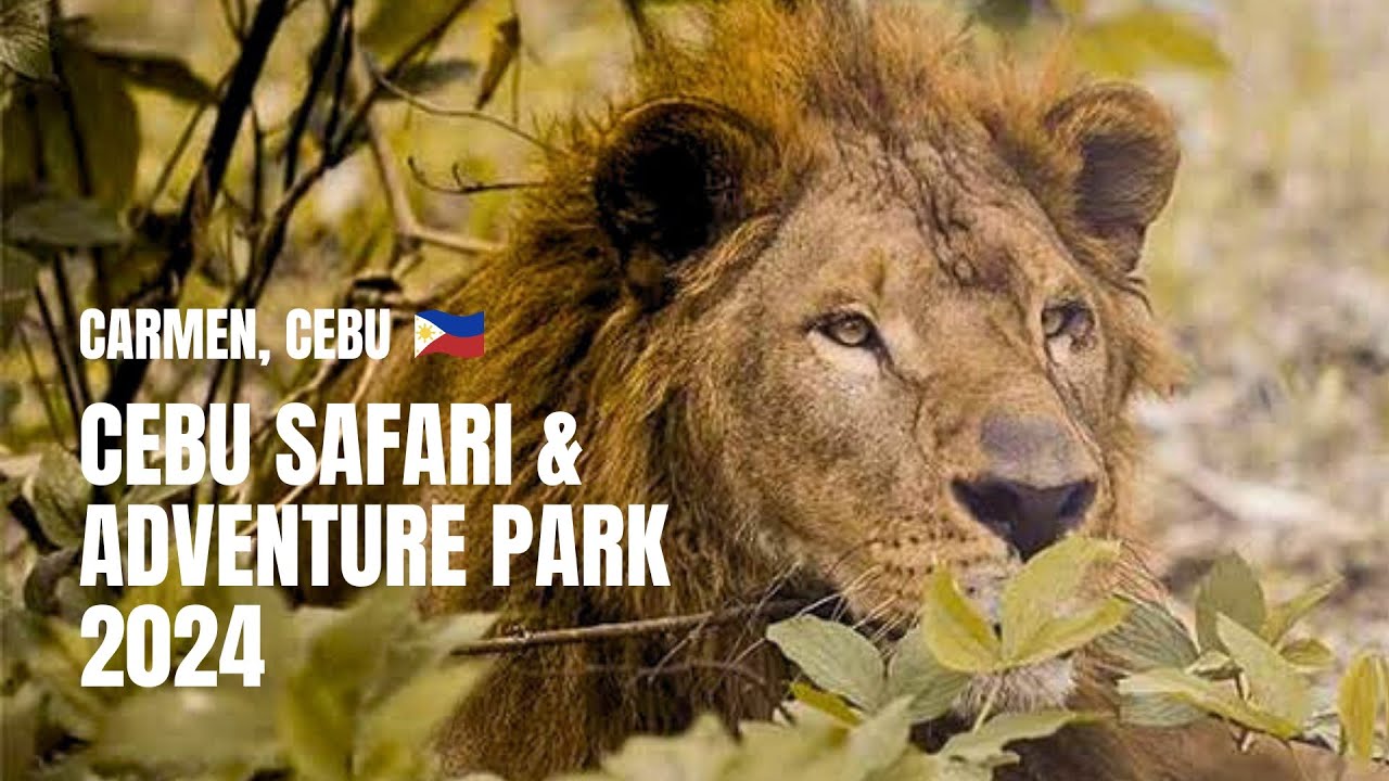 🇵🇭  One of the Biggest Safari Parks in the Philippines | Walking Tour | 2024
