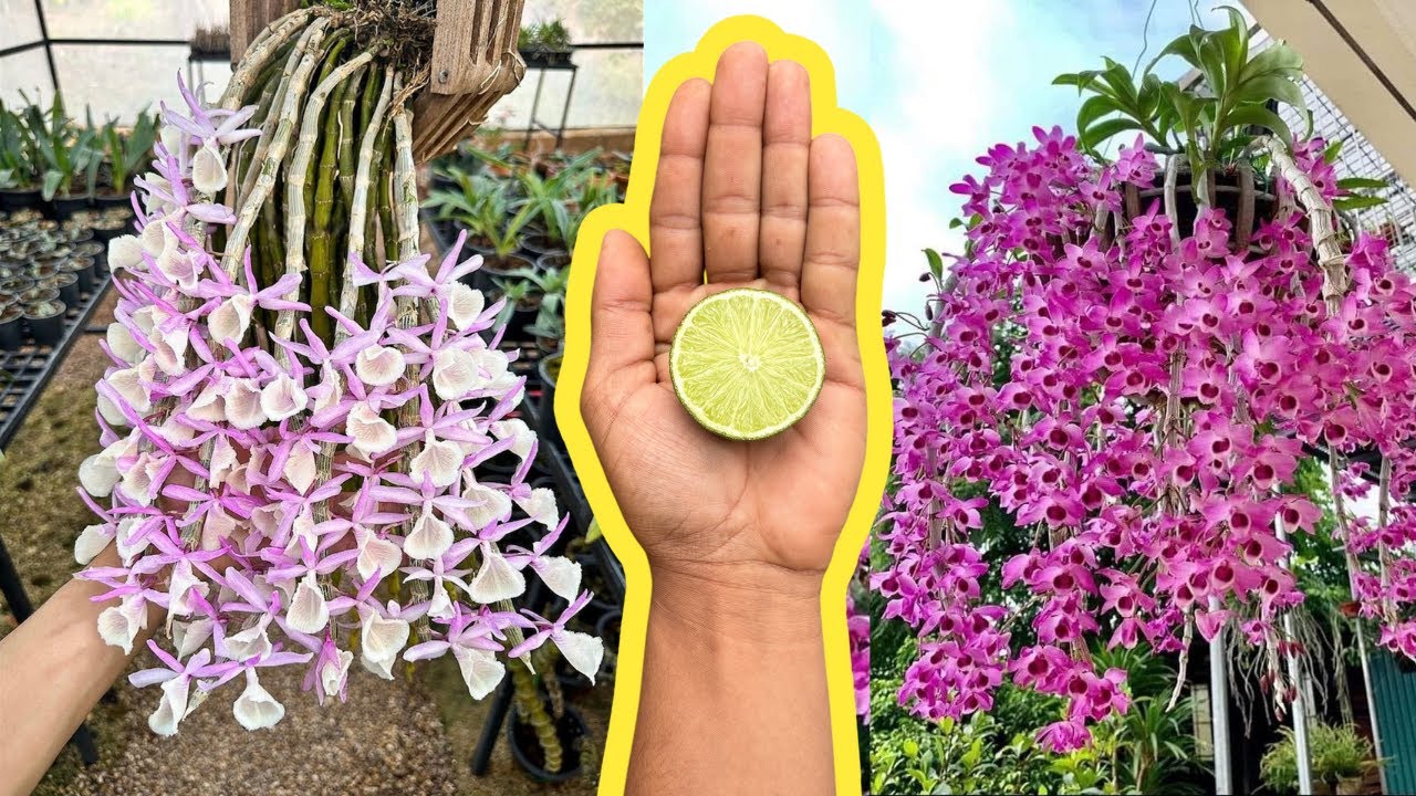 Coloque meio limão nas orquídeas! Todo jardim de orquídeas terá muitas flores