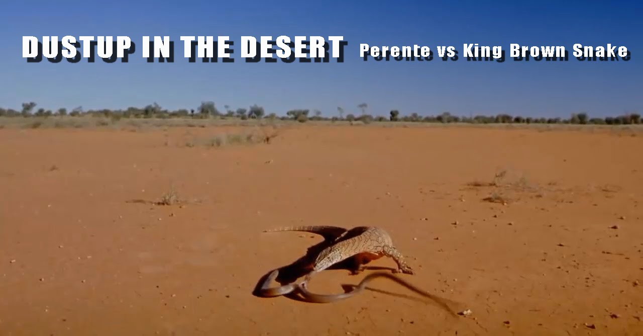 DUSTUP IN THE DESERT - 2.0m Perente vs 2.5m King Brown