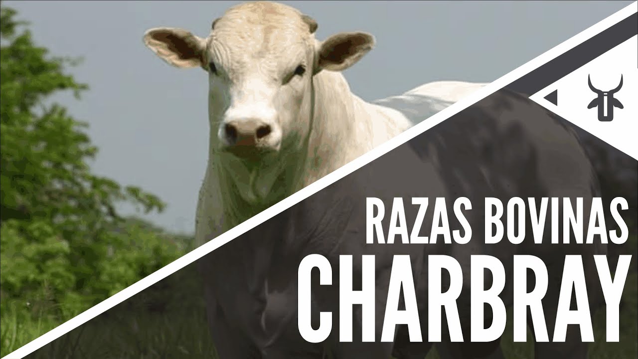 Charbray | Razas sintéticas Brahman