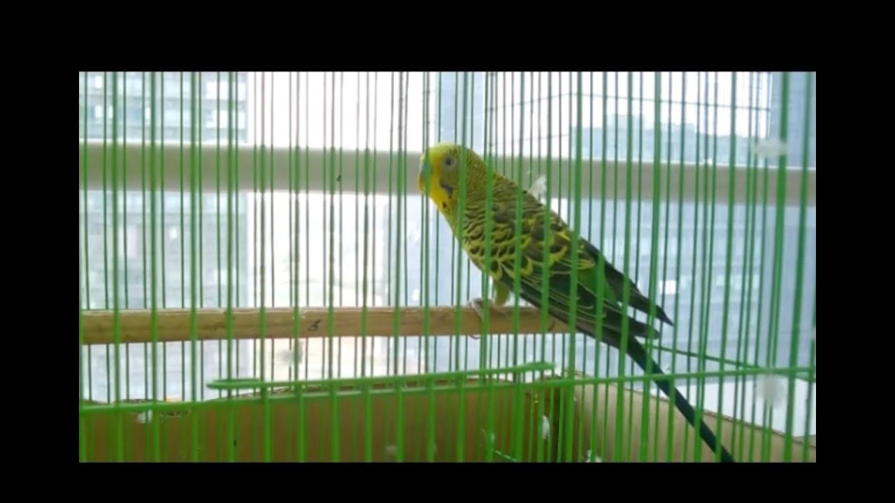 How to use the bird feeder camera (BFC-02)
