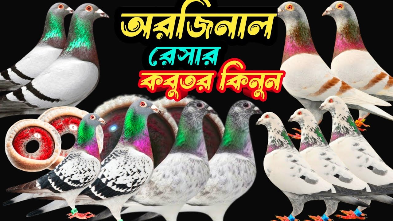 সবচেয়ে কমদামে ভালোমানের ক্লাবের রেস করা রেসার কবুতর কিনুন | রেসার কবুতর বাজ | racing pigeon |