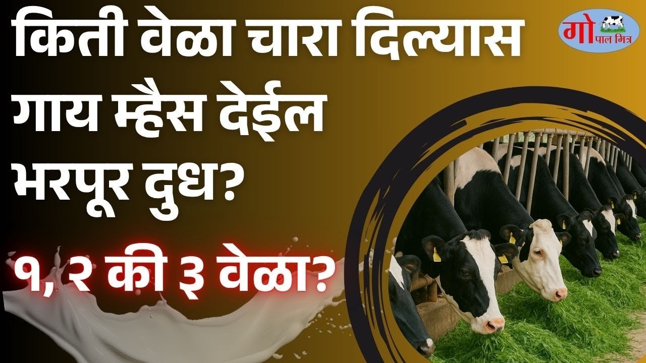 किती वेळा चारा दिल्यास गाय म्हैस देईल भरपूर दूध? १,२ की ३ वेळा? #cow_farming #dairyfarmingmarathi