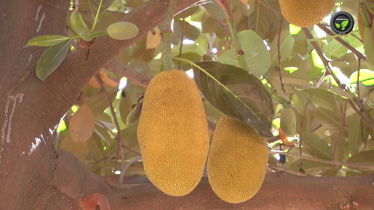 ಹಲಸಿಗೆ ನೀರು, ಗೊಬ್ಬರ, ಬೇಸಾಯ ಕ್ರಮಗಳು - ಶ್ರೀ ಅಶೋಕ ಕುಮಾರ | Jackfruit Cultural Operation