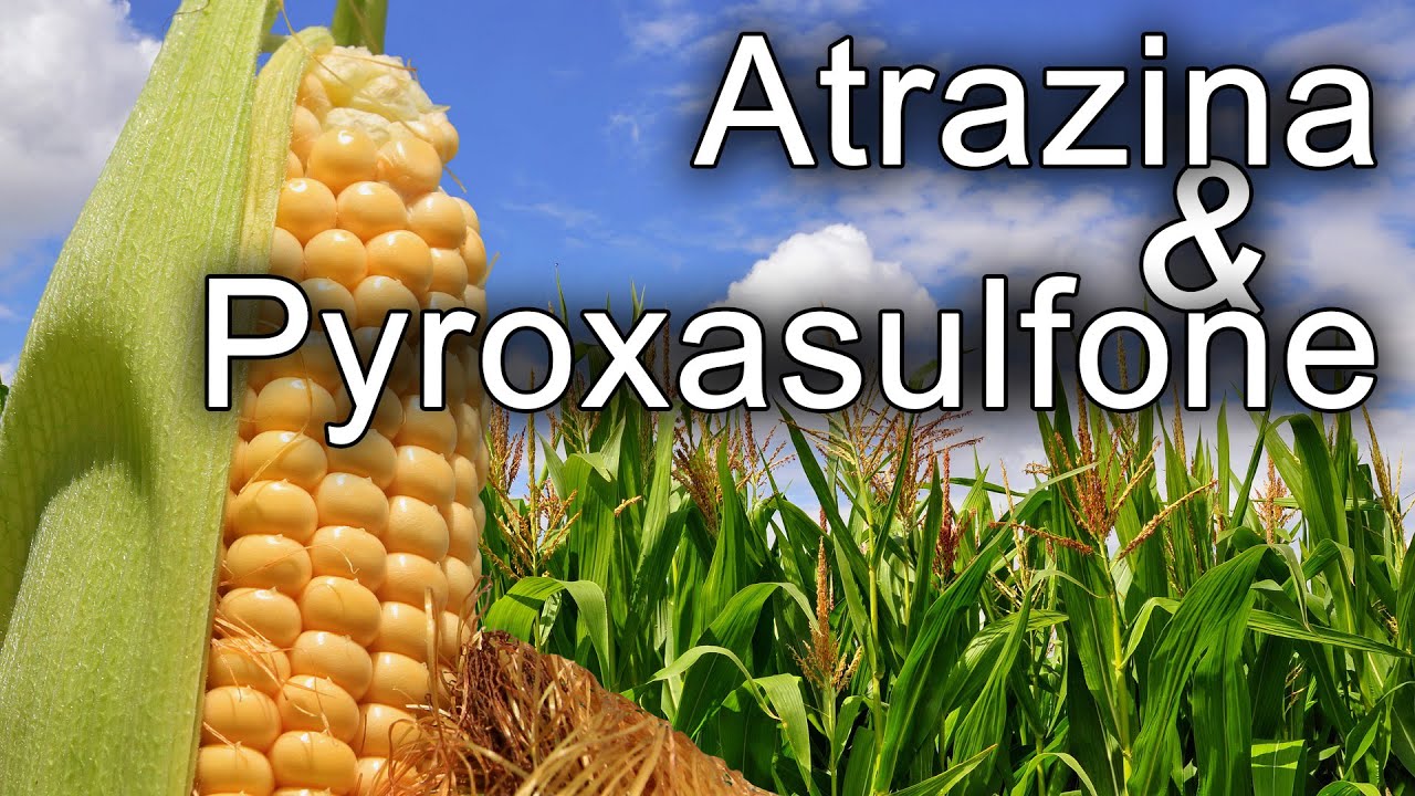 Herbicidas Atrazina y Pyroxasulfone: Dosis, usos y diferencias clave 🌱🔬