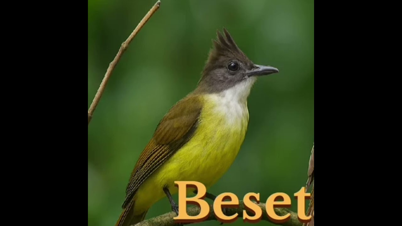 Masteran burung c jenggot racing 