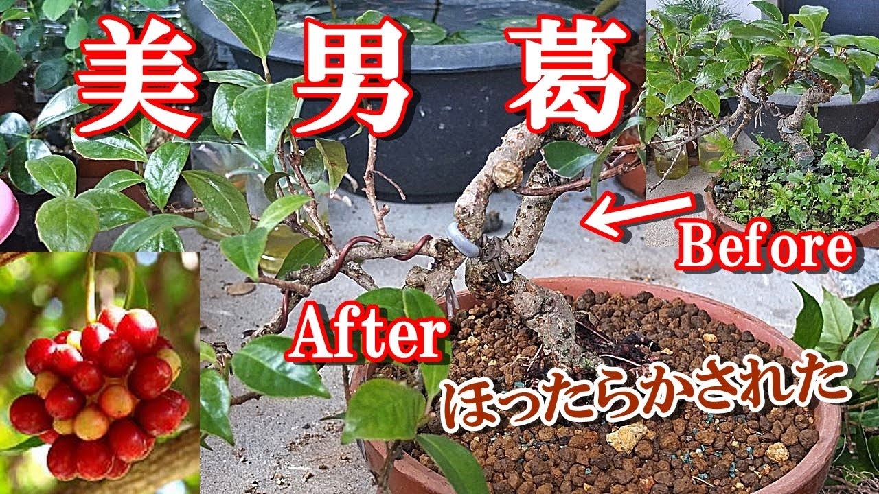 【美男葛】ほったらかされたビナンカズラ10年間植え替えしてもらえず Kadsura japonica left untouched for 10 years without replanting