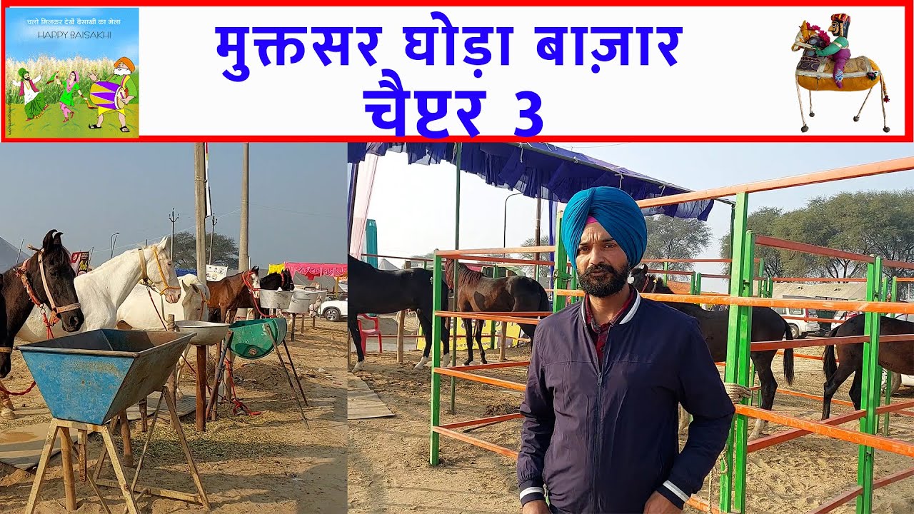 मुक्तसर घोड़ा मेला मंडी 2024 पार्ट 3 Horses For Sale मुक्तसर घोड़ा बाज़ार ਮੁਕਤਸਰ ਮਾਘੀ ਮੇਲਾ Horse Video