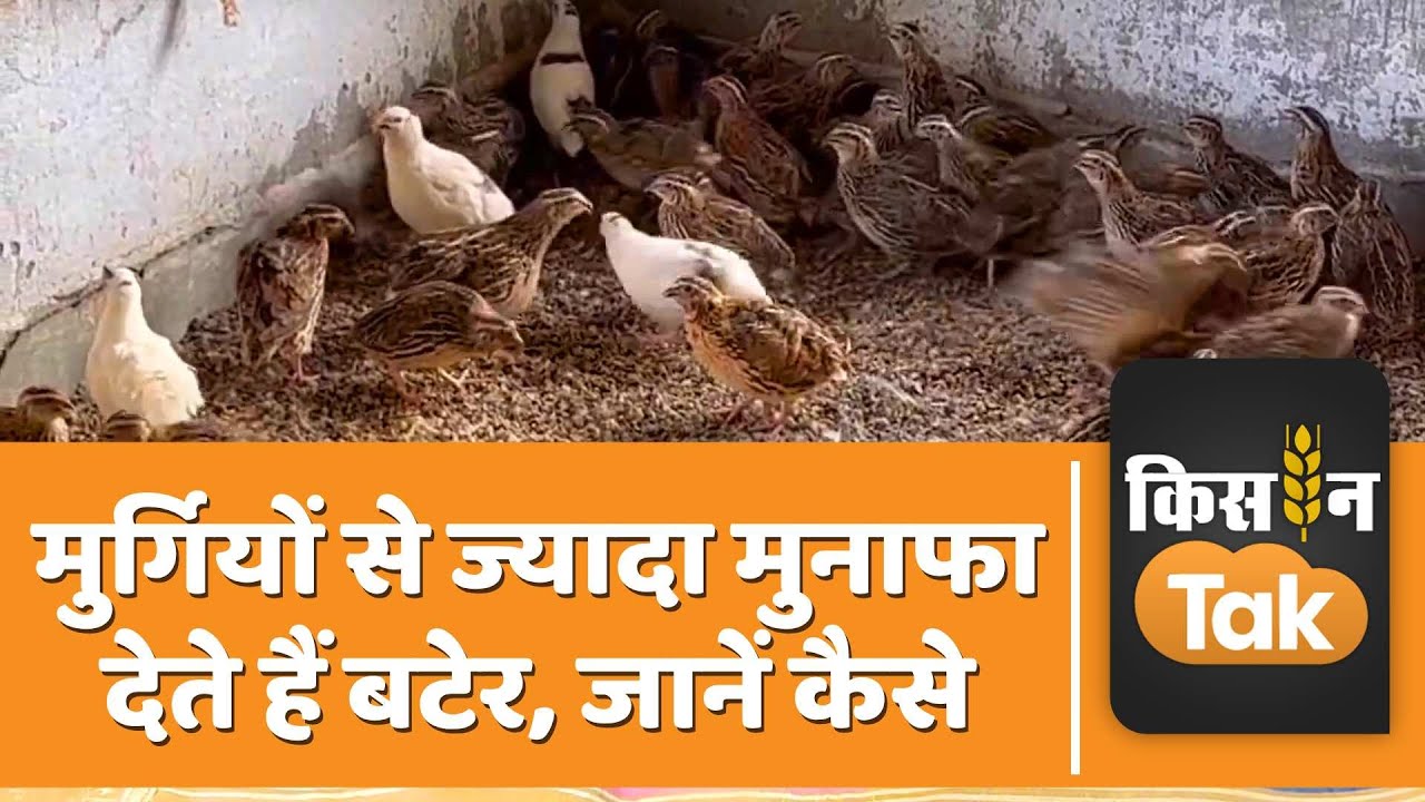 Bater Palan: सर्दी में प्रोडक्शन के लिए अभी से शुरू करें बटेर पालन, जानें टिप्स | Kisan Tak