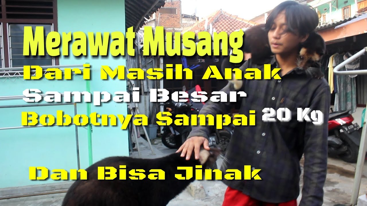 Merawat Binatang Musang Menjadi Jinak Dan Bobotnya Bisa Mencapai 20 Kg
