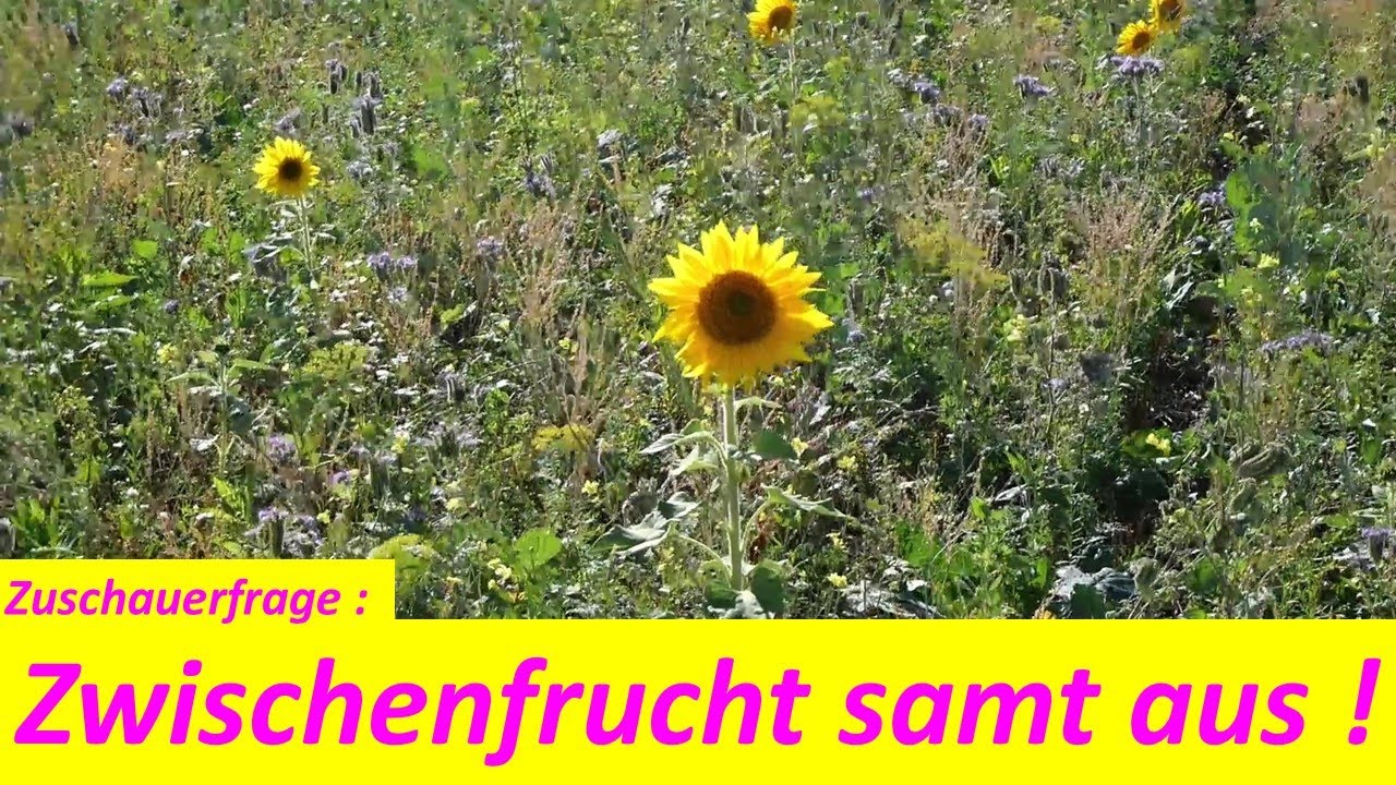 Zuschauerfrage : Ist das Aussamen der Zwischenfrucht ein Problem ?
