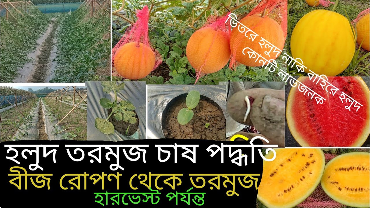 হলুদ তরমুজ চাষ পদ্ধতি(A-Z) মালচিং পদ্ধতিতে গোল্ডেনক্রাউন ও ইয়লোকিং তরমুজ চাষ।বিস্তারিত দেখুন ভিডিওতে