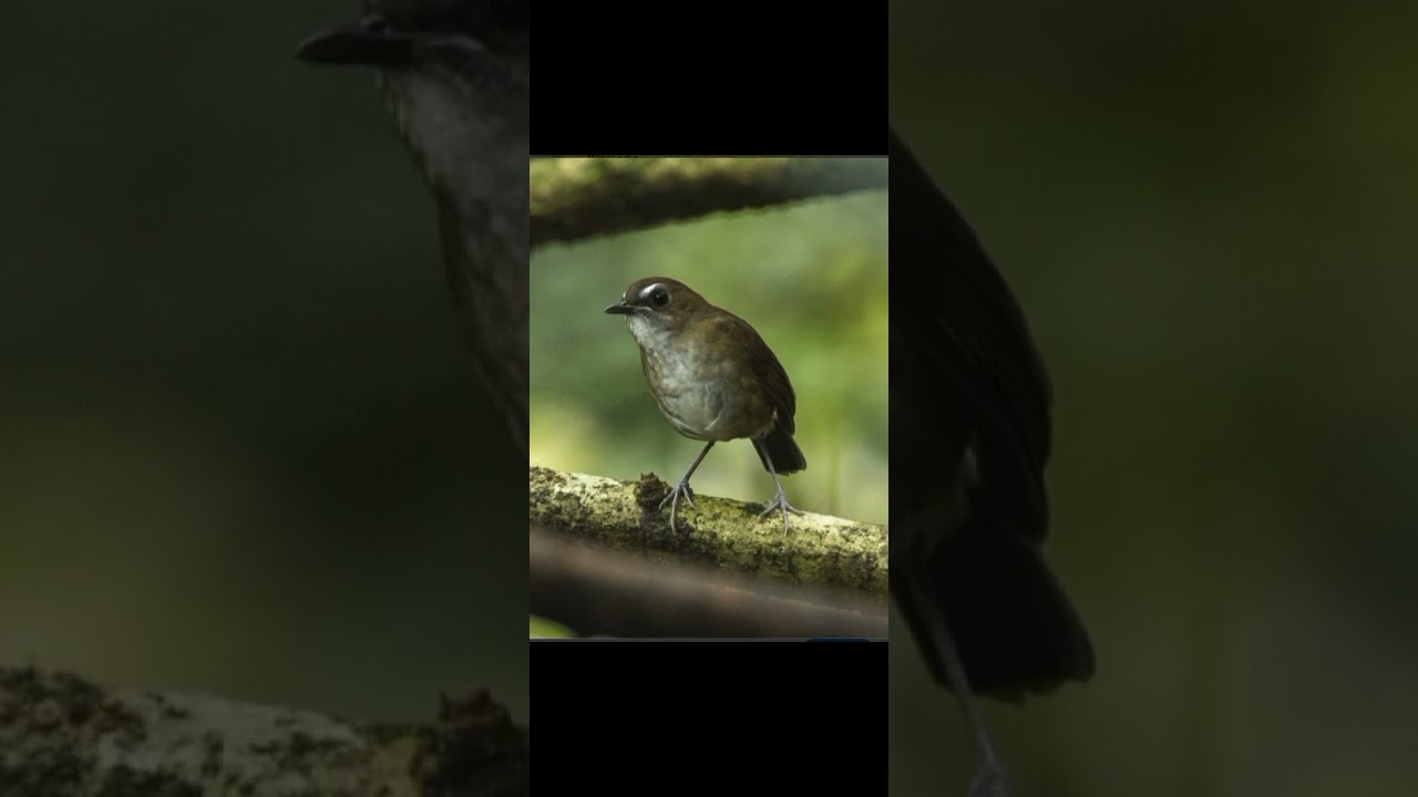 Burung jongkangan coklat gacor banyak yang cari
