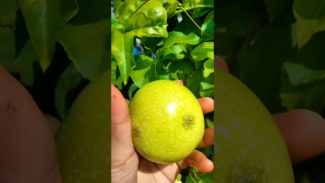 Passionately in love with this fruit...