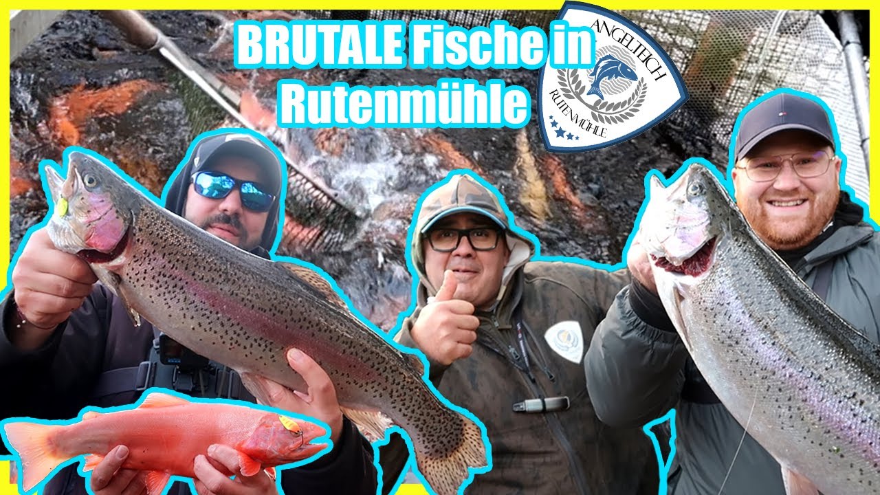 Brutale Forellen beim Angelteich Rutenmühle Kampfstark, Wunderschön & Lecker