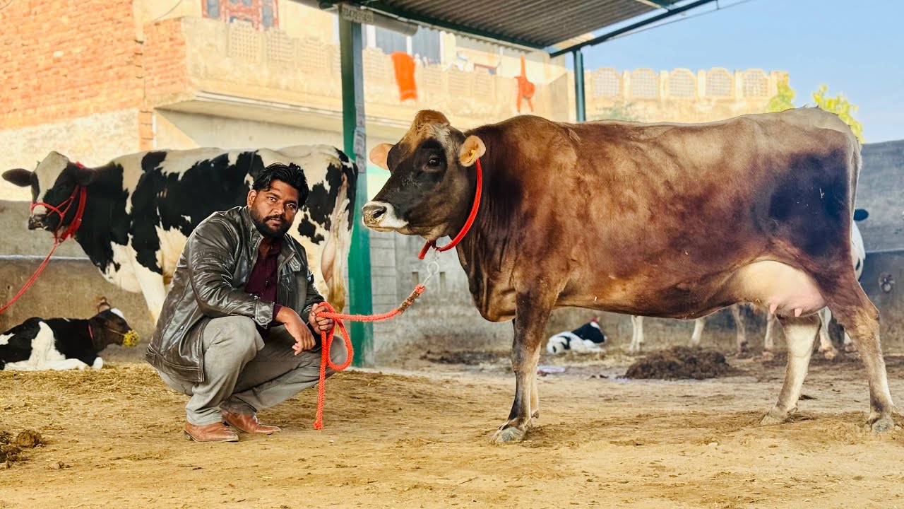 7 HF cow go to Kashmir || All India Delivery || Hussain Dairy Farm