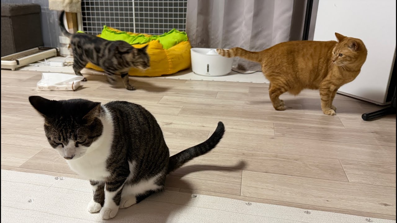 保護猫シェルターから生配信🐈