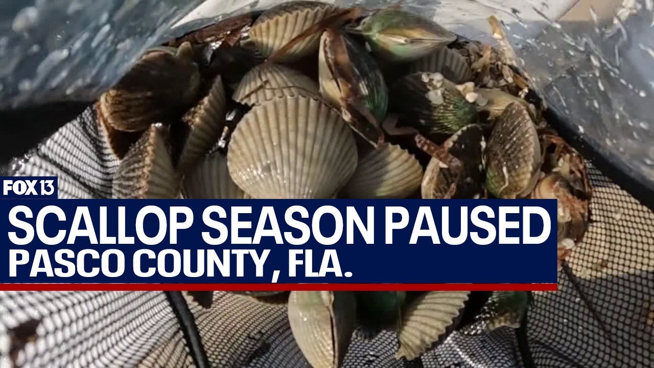 Florida pauses Pasco scallop season due to toxins