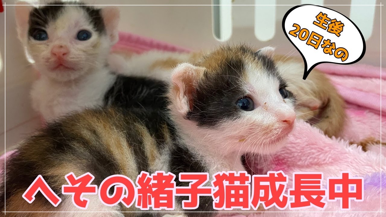 へその緒子猫、生後20日。初めての遊びタイム…安定しない体調