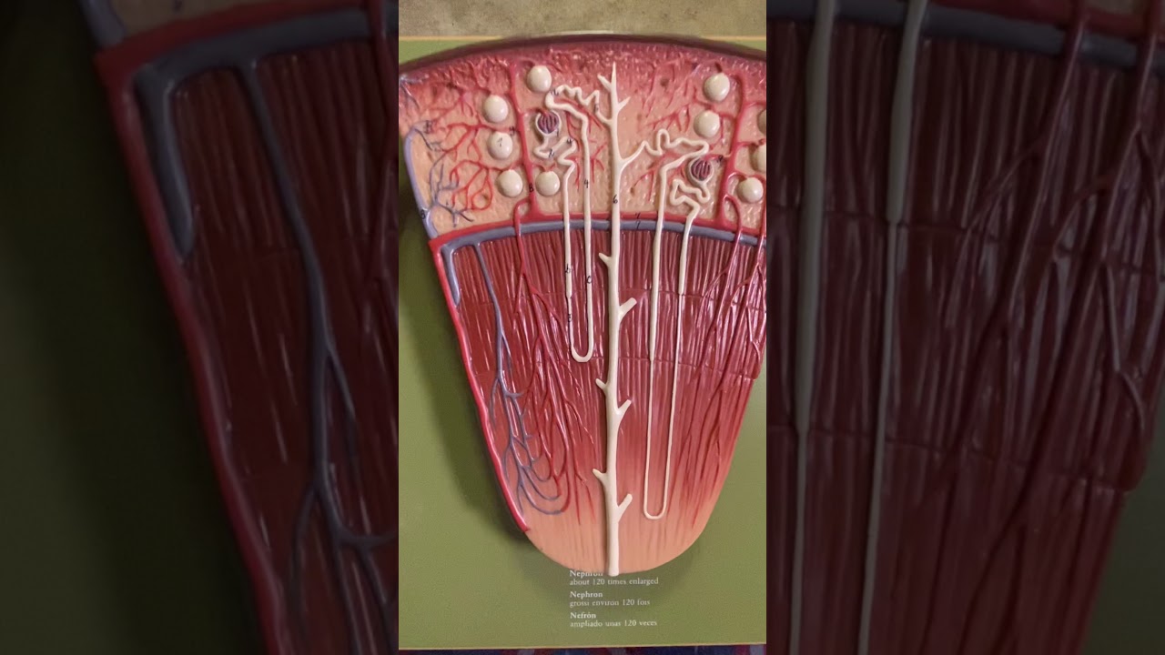 SOMSO Renal Anatomy Model, Biology 2402 Fall 2020