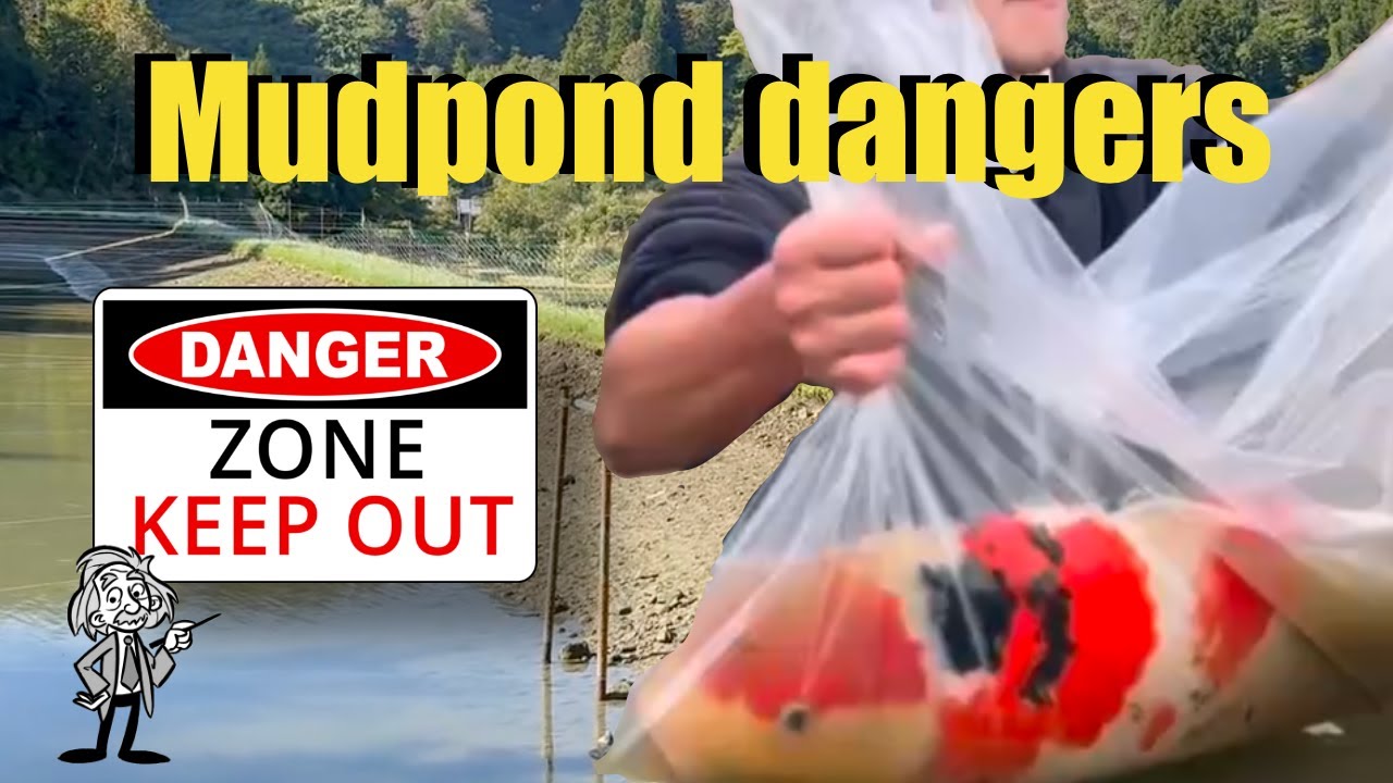 Mudpond dangers - The REAL truth about the Japanese mudponds for raising Nishikigoi