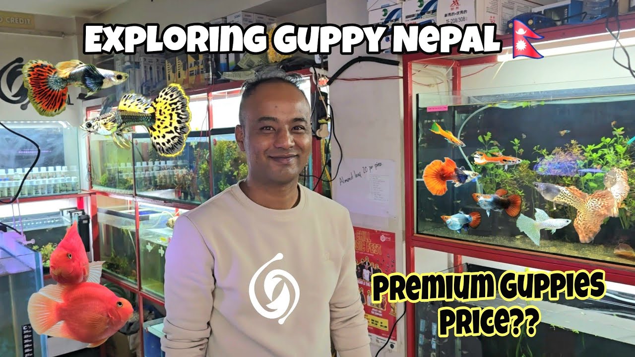 Exploring varieties of Guppy Fish at Guppy Nepal 