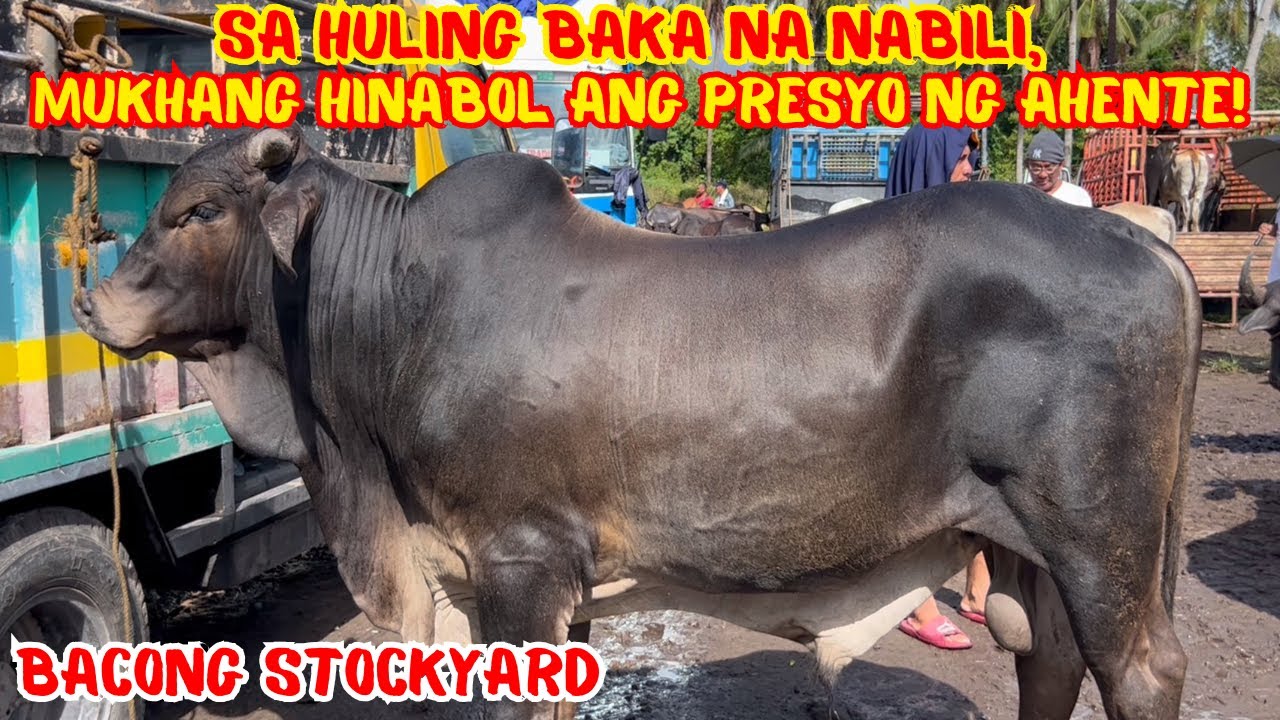 SA HULING BAKA NA NABILI, MUKHANG HINABOL ANG PRESYO NG AHENTE! | BACONG STOCKYARD | SOLLE'S G.