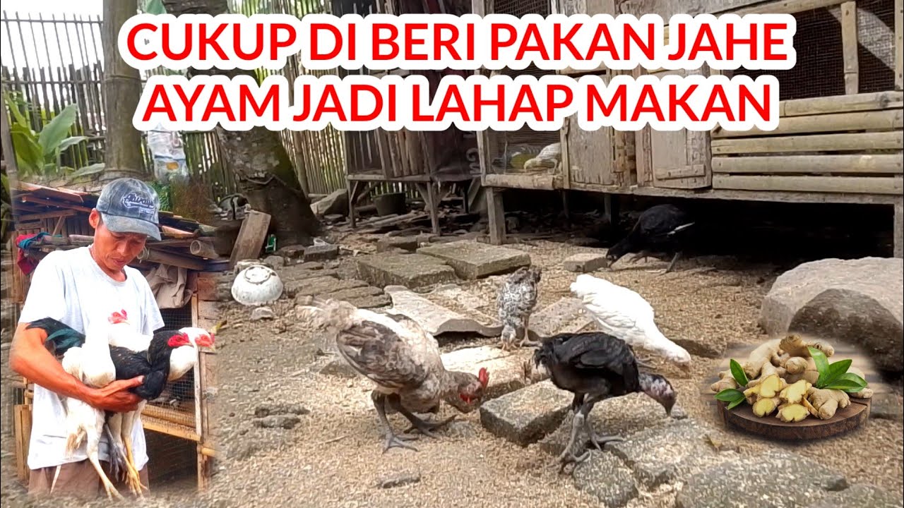 MANFAAT JAHE UNTUK PAKAN DAN AIR MINUM AYAM AGAR AYAM JADI SEHAT DAN LAHAP MAKANNYA 