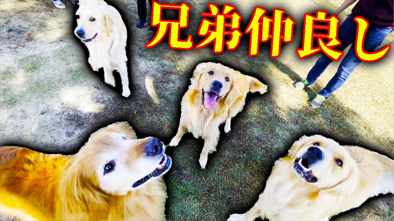 出会ってすぐ意気投合するレトリバー3兄弟！！