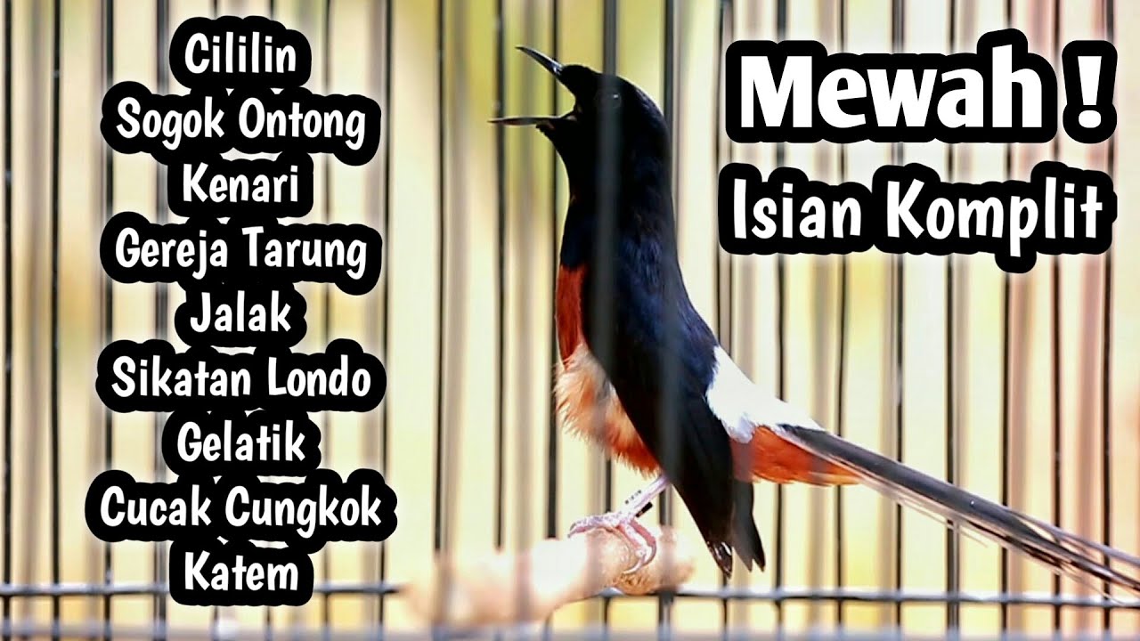 MURAI BATU GACOR FULL ISIAN TEMBAKAN CILILIN KENARI GEREJA CUNGKOK KAPAS TEMBAK SOGON GELATIK DLL
