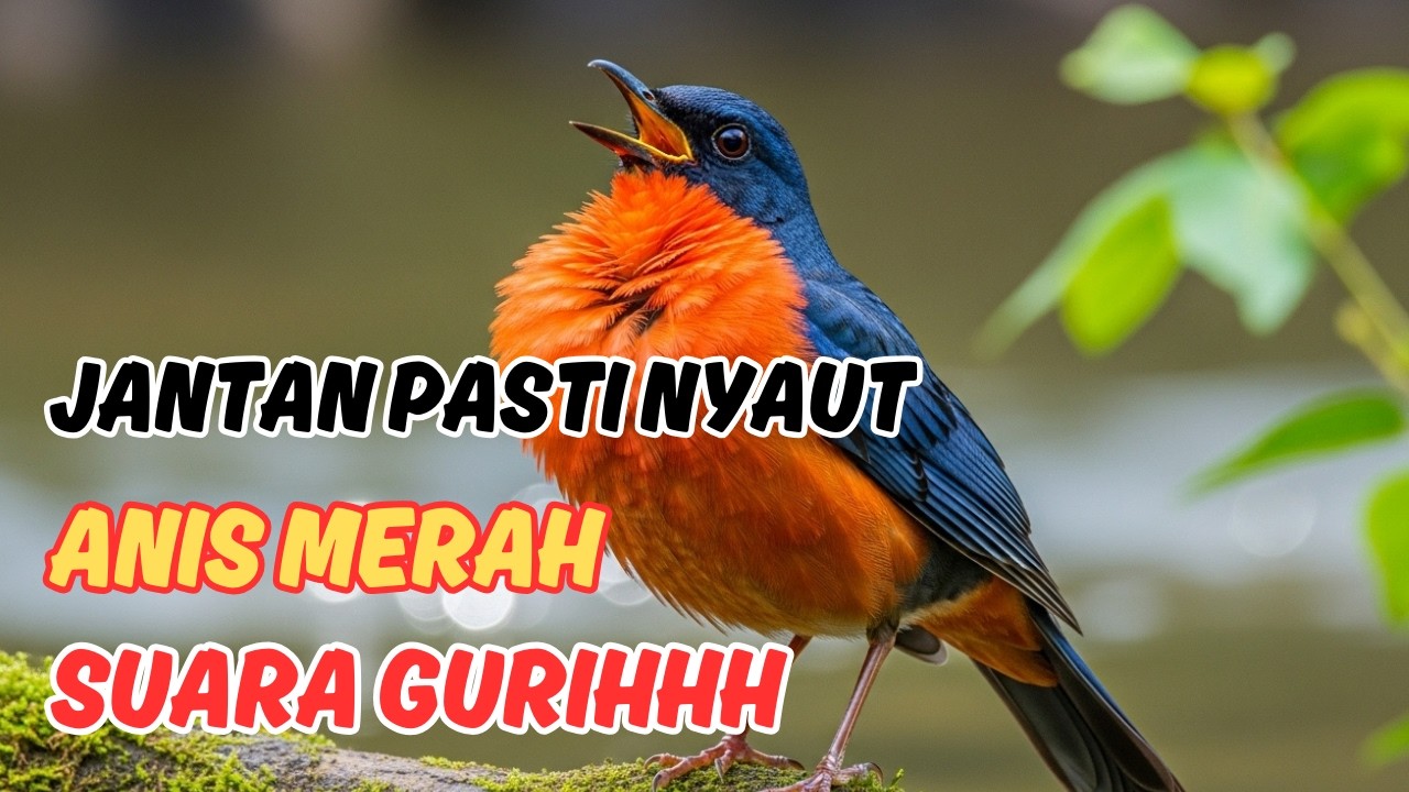 Ini Rahasia Pancingan Anis Merah Langsung Gacor Setiap Hari