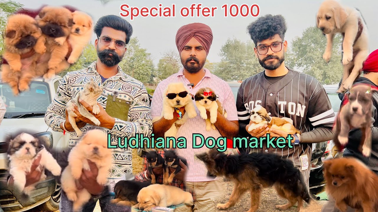 Offer Offer 1000,2000 Ludhiana Dog show || pet street market || Dog