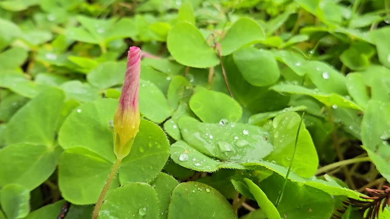 Rain
