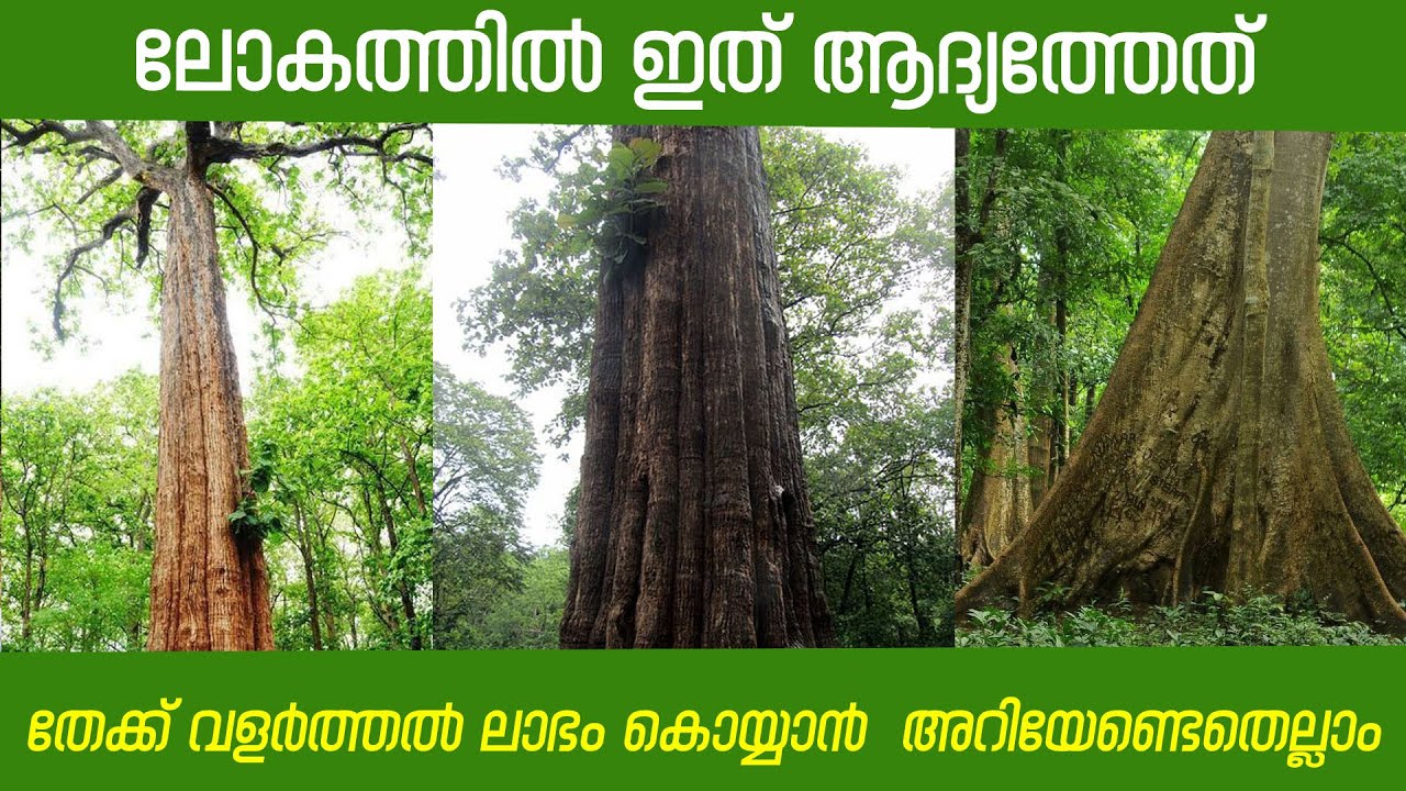 തേക്കു വളർത്തുമ്പോൾ അറിയേണ്ടതെല്ലാം /World's First Teak Museum