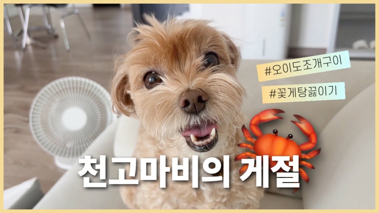 JENNY VLOG✨ 천고마비의 🦀절 (오이도조개구이, 생물꽃게, 꽃게탕끓이기)
